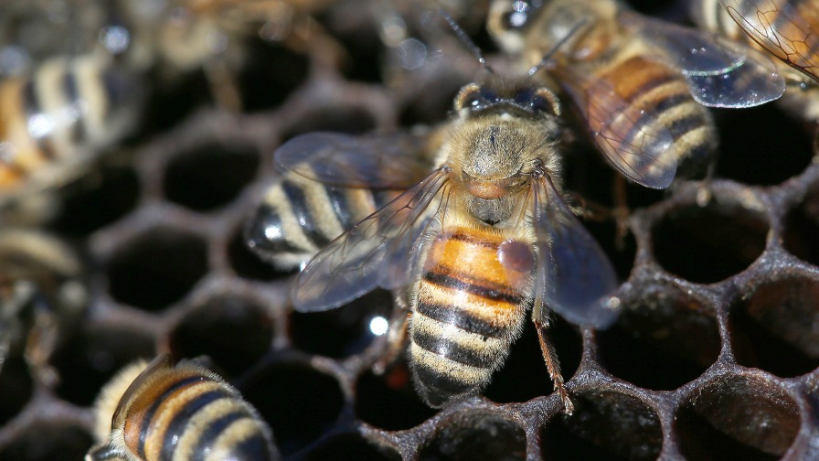 Varroa mites are considered the biggest bee health problem worldwide. Here, a Varroa mite has latched on to the upper-right side of a honeybee's abdomen to feed. (Photo credit: Purdue Agriculture/Tom Campbell)