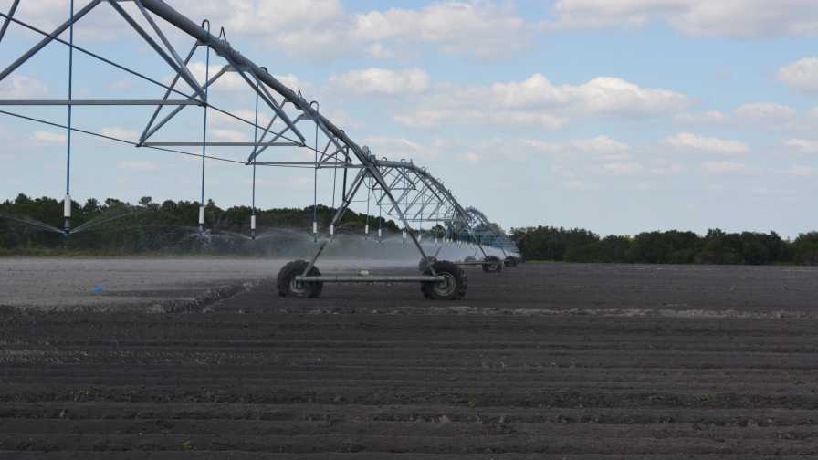 Low-volume overhead irrigation system at Jones Potato Farm