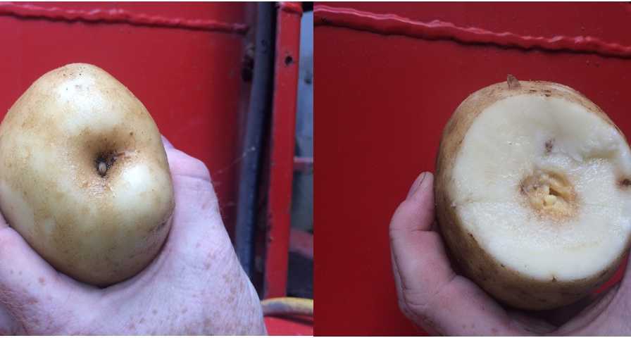 Example of Dickeya dianthicola of potato