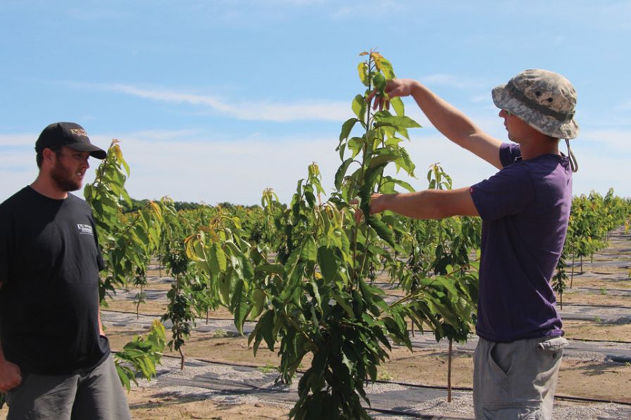 Mark Schiller, right, shows the type of growth desired in his family’s newest high density sweet cherry orchard while Jack King looks on. (Photo credit: Christina Herrick)