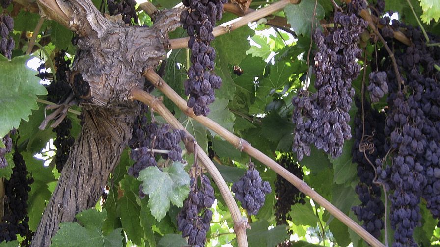 'Sunpreme' raisin grapes drying naturally on the vine. (Photo credit: Craig Ledbetter, USDA-ARS)