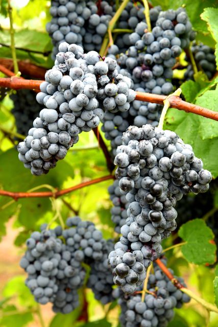 Enchantment is a red wine grape from the University of Arkansas System Division of Agriculture. (U of A System Division of Agriculture photo by Fred Miller) 
