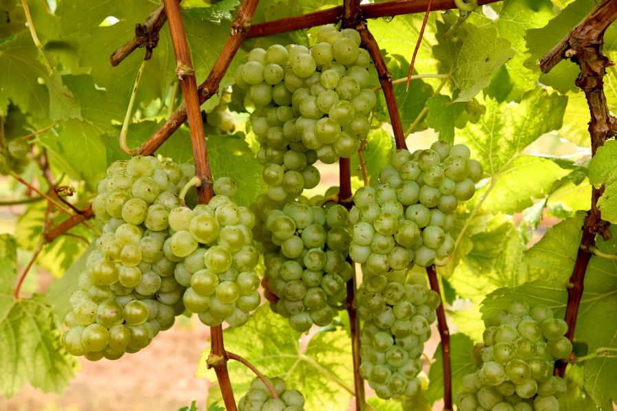 Opportunity is a white wine grape from the University of Arkansas System Division of Agriculture. (U of A System Division of Agriculture photo by Fred Miller)