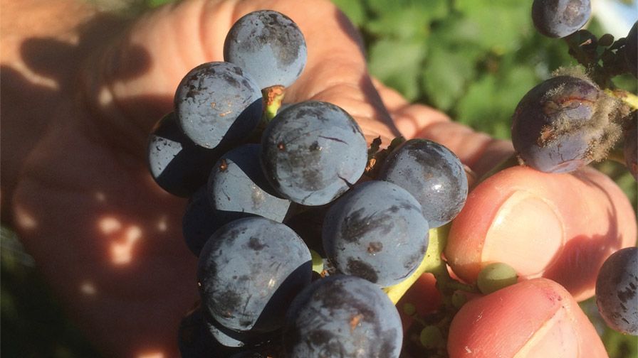 Split ‘Cabernet’ grapes like the ones shown are compromised fruit that should have been harvested before a rain storm. (Photo credit: Tremain Hatch)