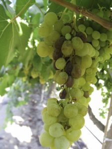 'Sunpreme,' a new ARS-developed raisin grape that dries on the vine, saving labor costs. (Photo credit: Craig Ledbetter, USDA-ARS)