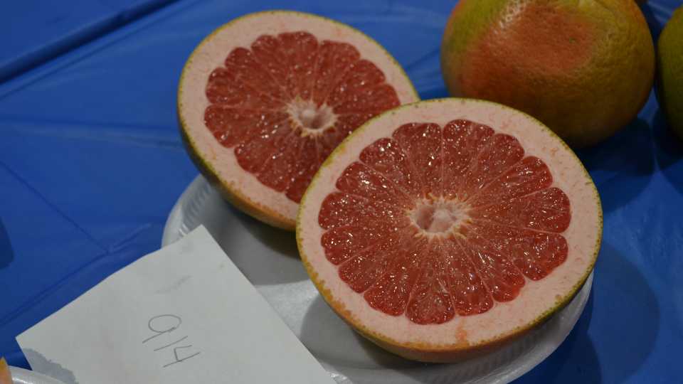 UF/IFAS 914 grapefruit