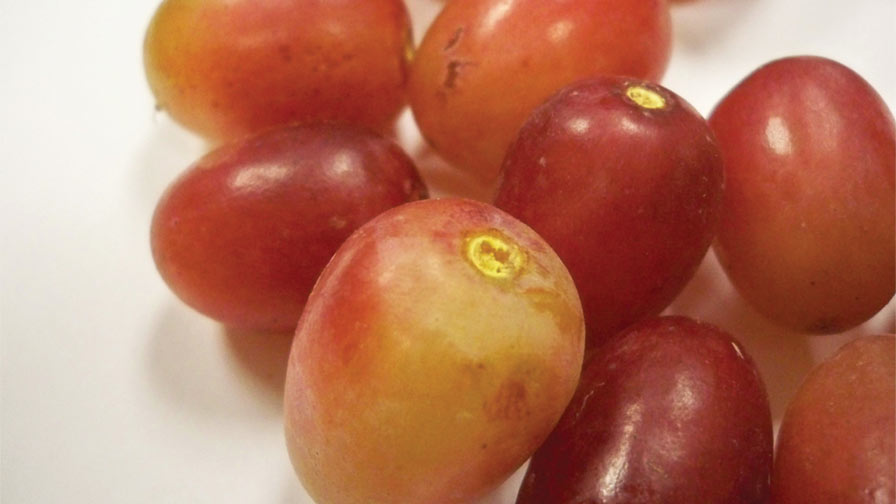 ‘Crimson Seedless’ grapes with dry stem scars. (Photo credit: Matthew Fidelibus)