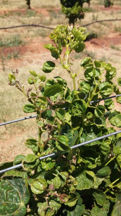 Future Herbicide Injury Concerns Winegrape Growers