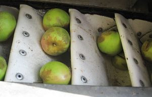 Bruising from mechanically harvesting cider apples did not affect fruit or juice quality. (Photo credit: Washington State University)