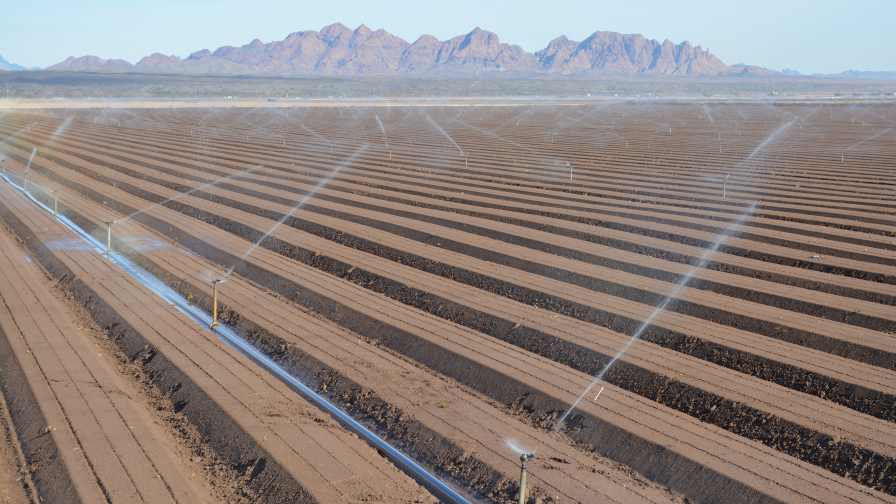 Sprinkler irrigation is used on a baby lettuce field in California’s Imperial Valley. Photo credit: David Still