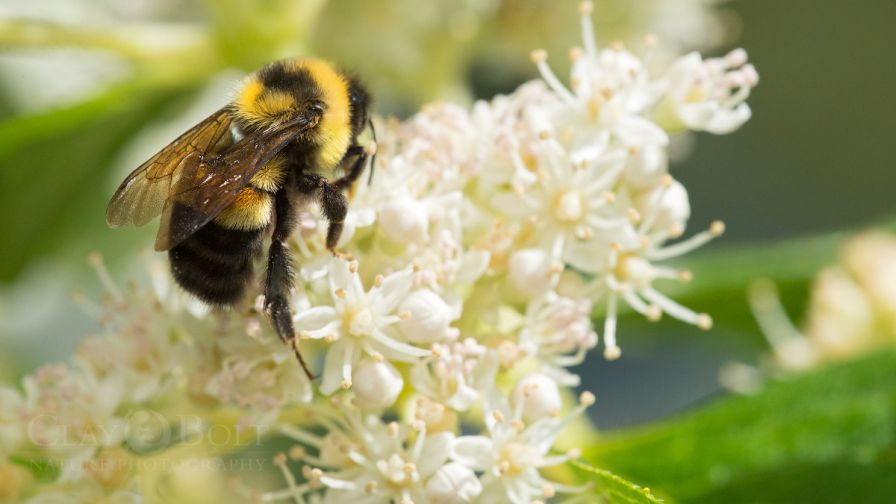 First Bee in Continental U.S. Listed as Endangered Species