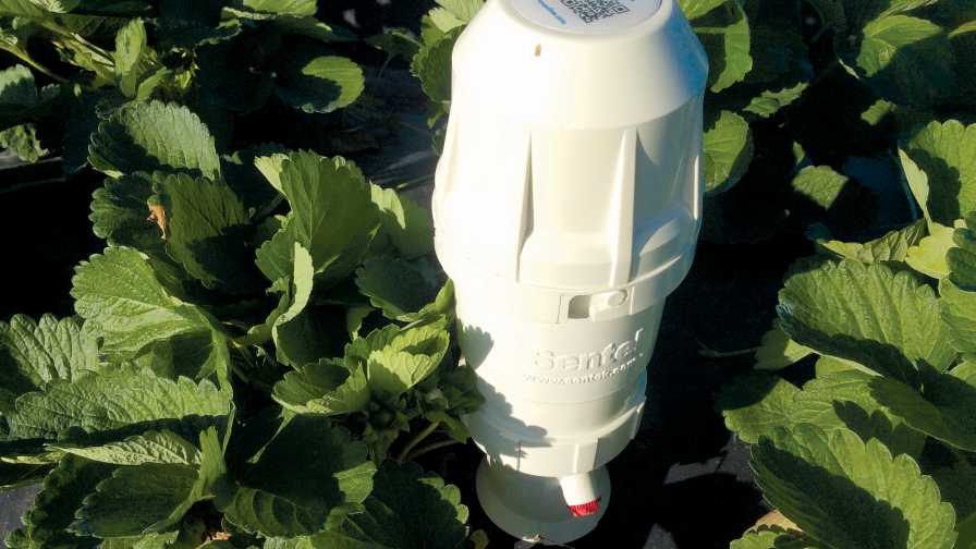 Electronic soil and salinity moisture monitor in a strawberry field