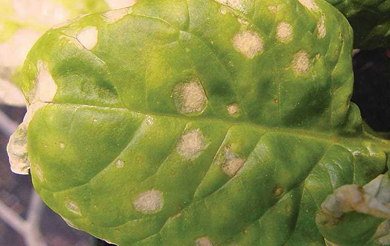 Stemphylium leaf spot of spinach