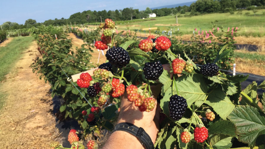 Primocane: A Major Innovation in Berry Production