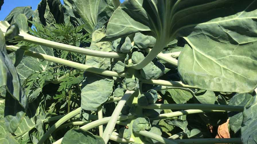 Florida-grown Brussels sprouts
