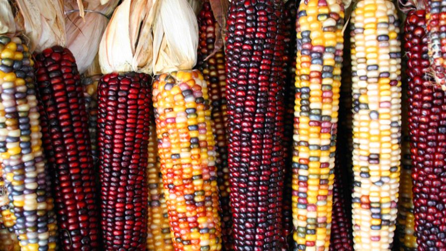 DNA Study Gives Insight in how Corn Adapts to New Climates