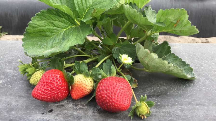 Florida Beauty strawberries