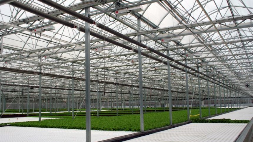 Is Your Greenhouse Operation Ripe for Disruption? Growing Produce