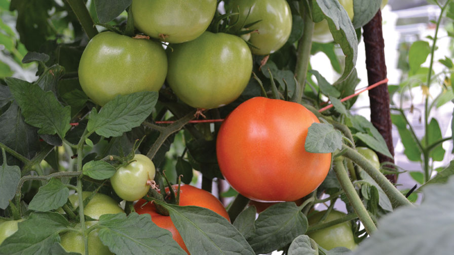 The Dos and Don’ts of Growing Greenhouse Vegetables