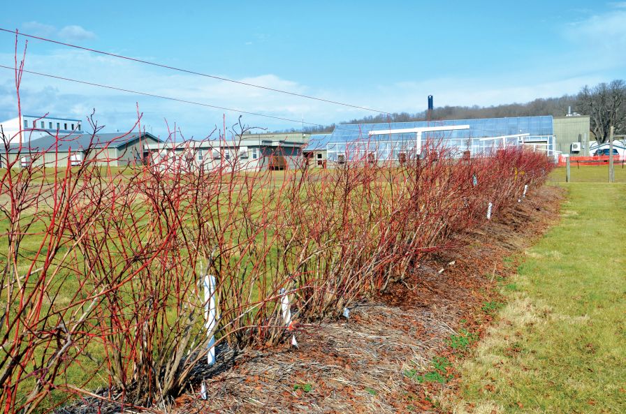 Pruning Pointers for Dormant Care of Berries