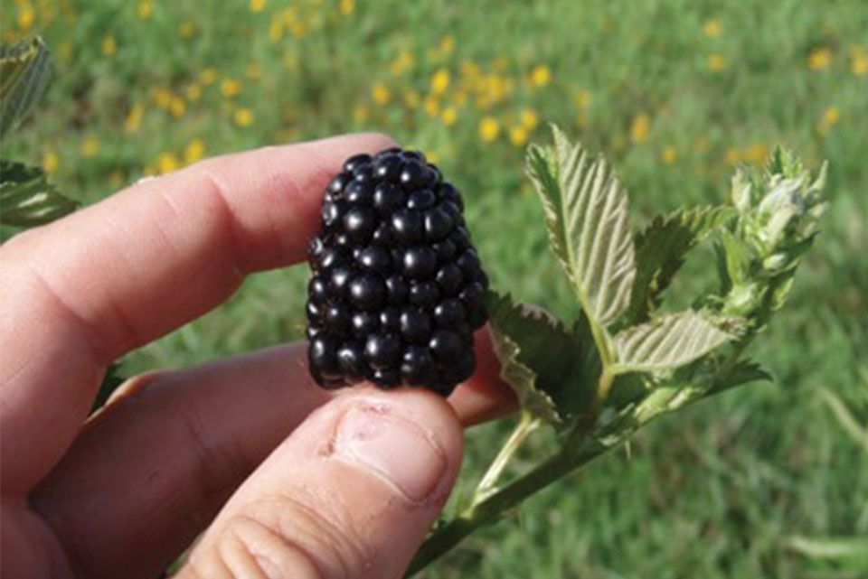 Primocane: A Major Innovation in Berry Production