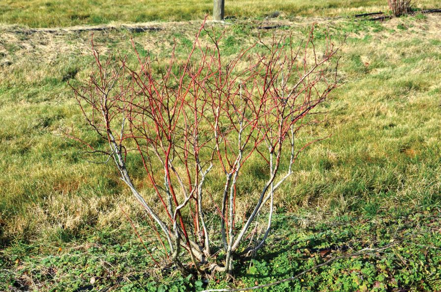 Pruning Pointers for Dormant Care of Berries