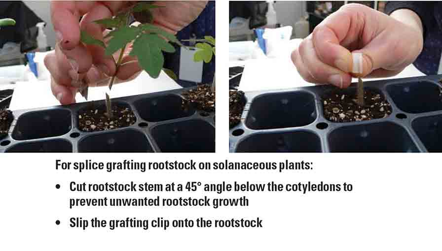Grafting Offers a Surprising Boost  to Plants
