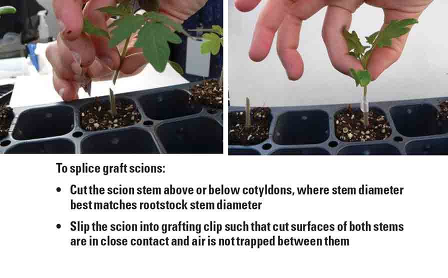 Grafting Offers a Surprising Boost  to Plants