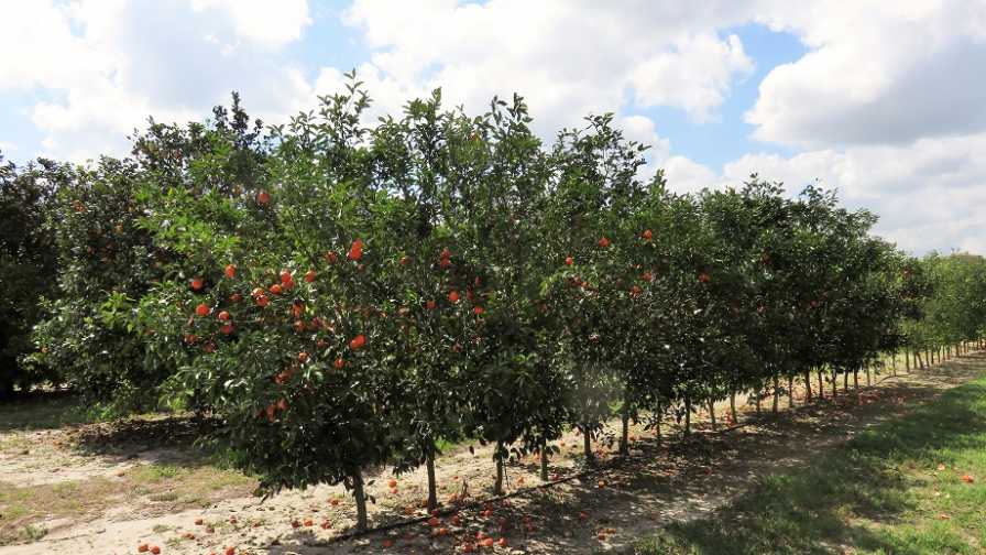Citrus scion and rootstock trial at Whitmore Farm in Florida