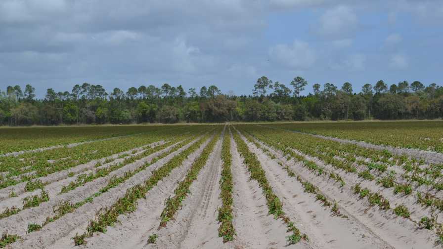 Freeze-damaged potato field in Florida
