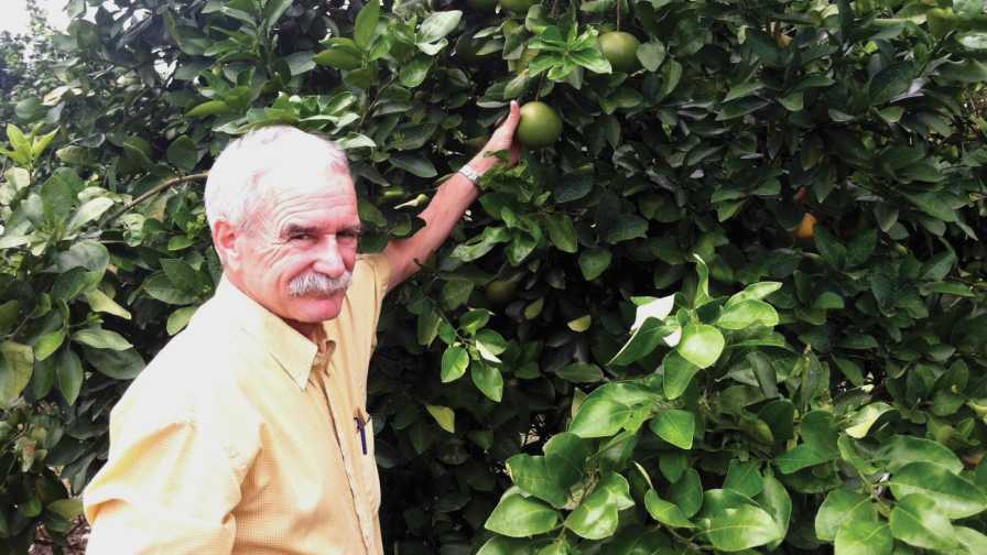 UF/IFAS' Jim Graham next to a Zinkicide-treated grapefruit tree
