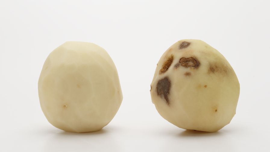 Innate Gen 2 Atlantic potato compared to a Snowden FEATURE