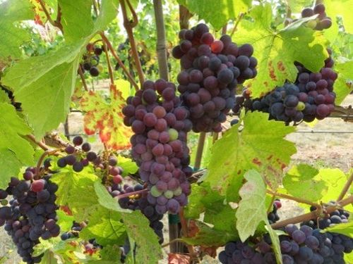 Understanding the Economics Of Red Blotch in Grapes