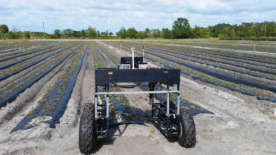 UCF research ground robot to monitor strawberry diseases