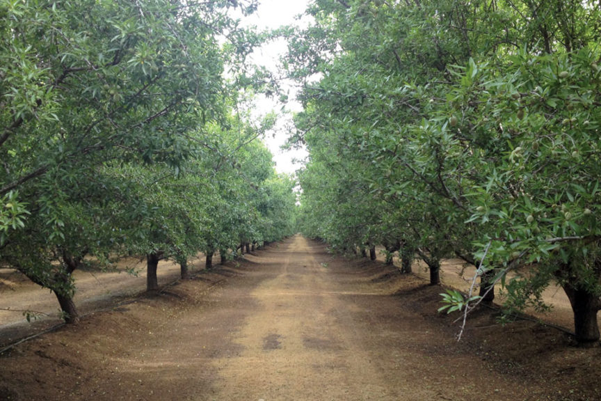 How to Determine Optimal Almond Tree Spacing Growing Produce