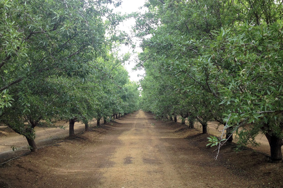 How to Determine Optimal Almond Tree Spacing
