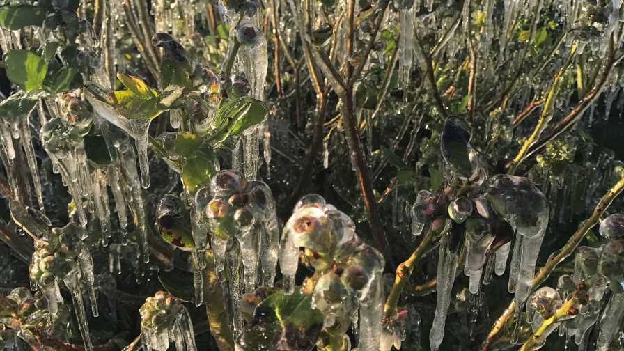 Freeze protected blueberry bushes in Florida