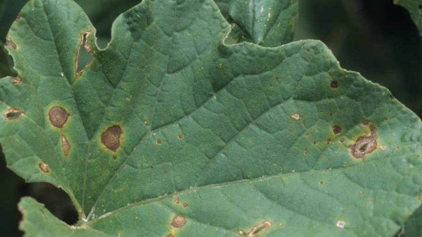 Alternaria Leaf Spot Awareness Can Save Your Cucurbit Crops - Growing ...