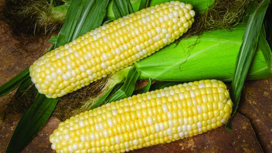 22-of-the-latest-sweet-corn-varieties-slideshow-growing-produce