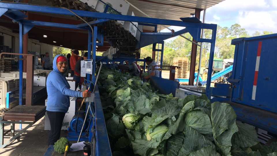 Barnes Farm cabbage packing line