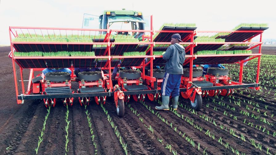 6 Things to Consider When Picking Out a Planter or Transplanter