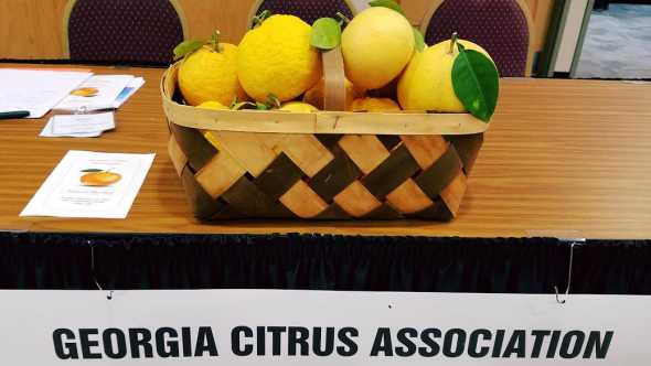 Georgia Citrus Association fruit basket
