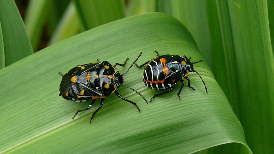 A Guide to Experts Tips on Vegetable Insect Pests