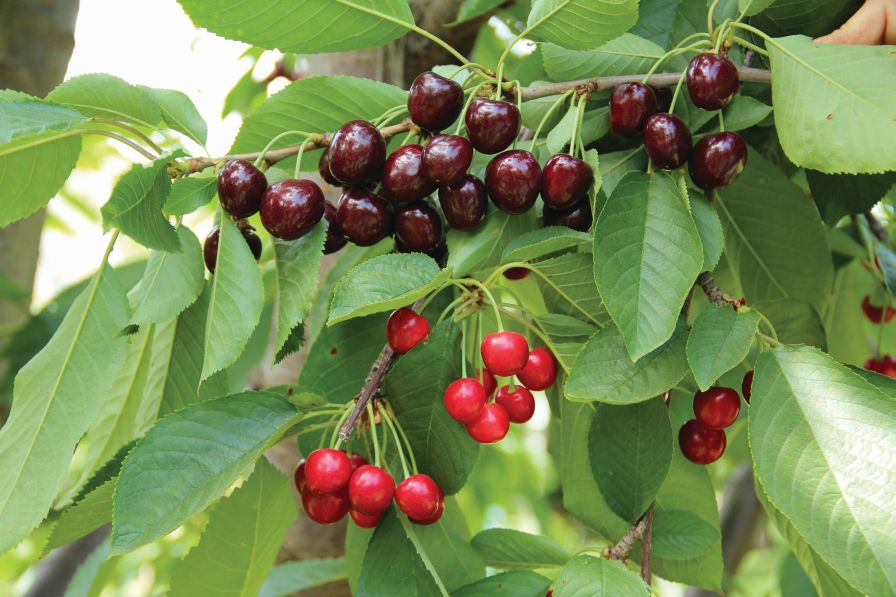 Challenging Cherry Disease Keeps Growers, Researchers on Their Toes
