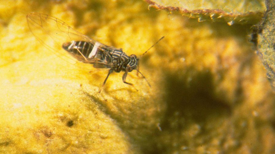 Biocontrol Increasingly Important Option Against Potato Psyllid