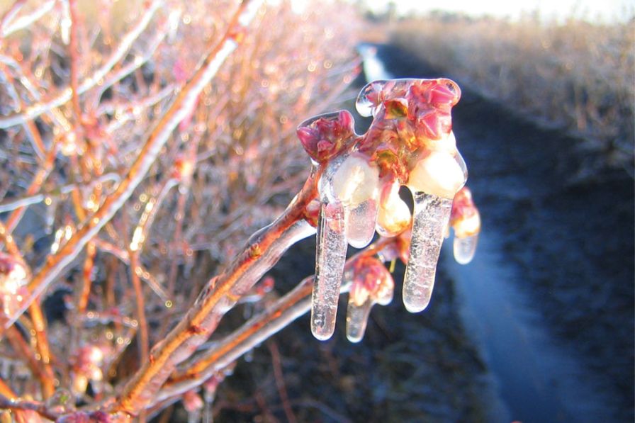 Tips To Manage Winter-Damaged Blueberries