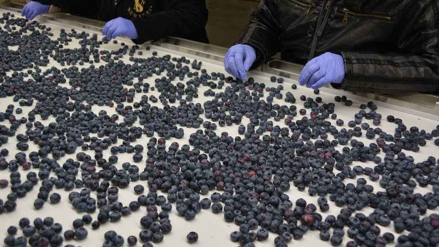   blueberry packaging line 