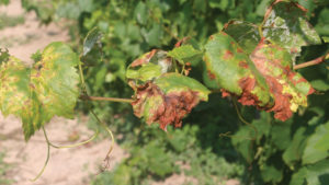 Novel Biofungicide Approved for Grapes, Leafy Greens
