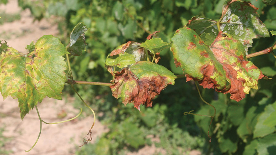 Examining the Effectiveness of Biologicals Against Downy Mildew in Grapes