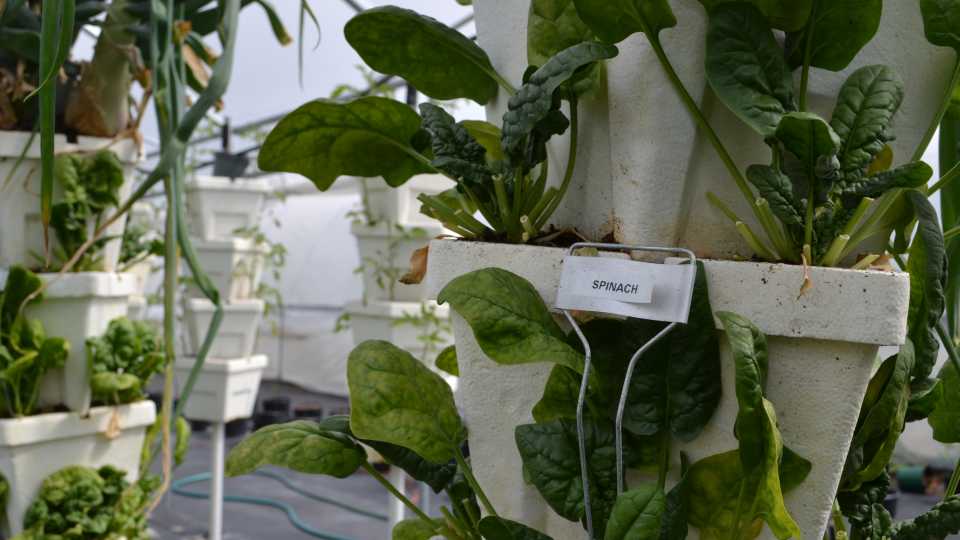 Stacks of Florida-grown hydroponic vegetables